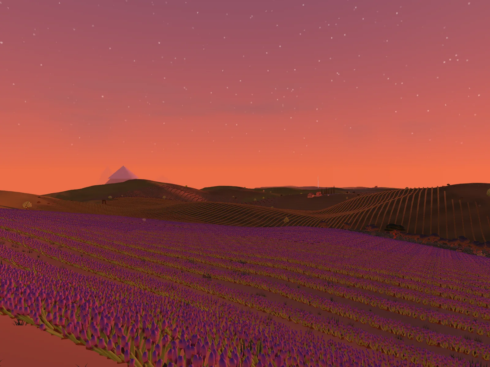 Rows of lavender under a red evening sky