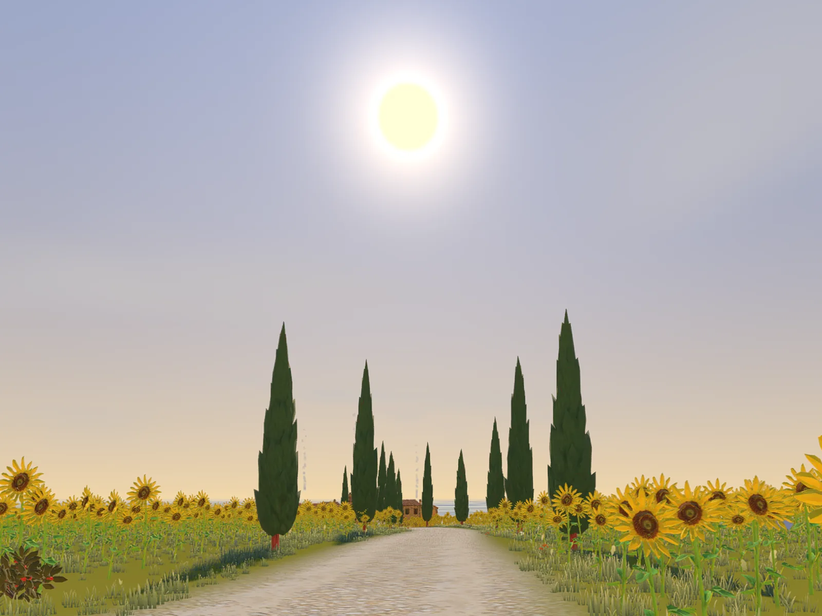 A white road between sunflowers towards a row of cypresses